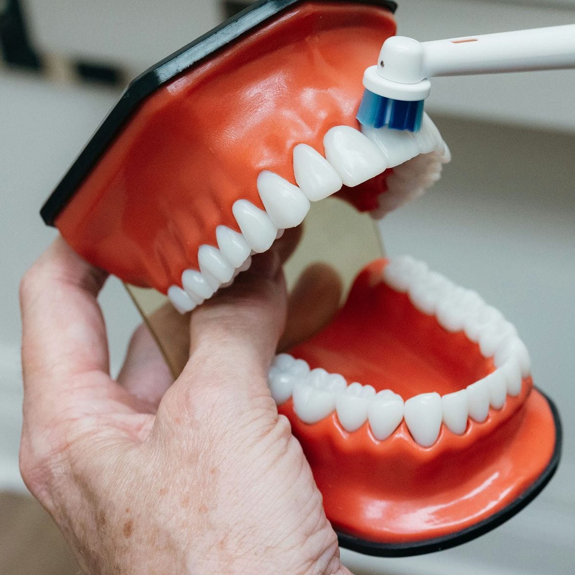 Electric toothbrush cleaning along the gumline of a dental model, showing how to brush around a crown